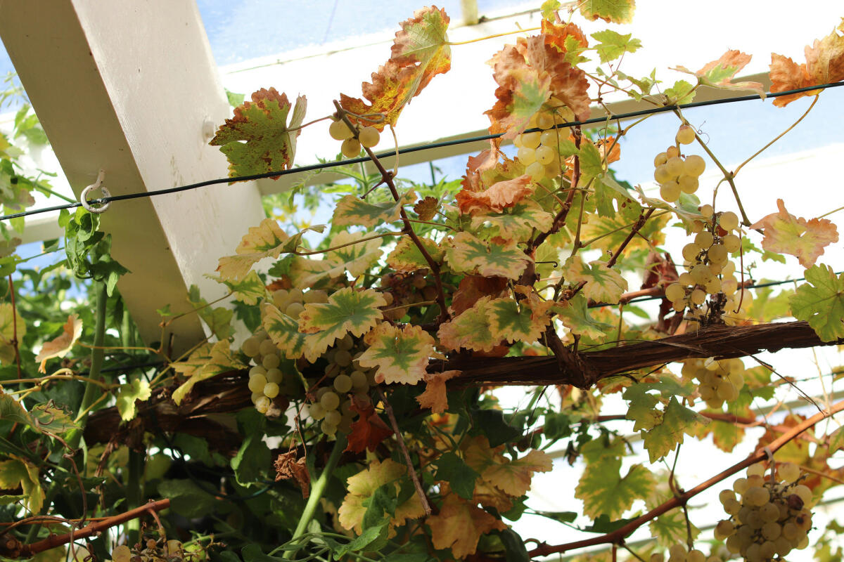 tanya barrow  Z8AcIjVJ7o unsplash