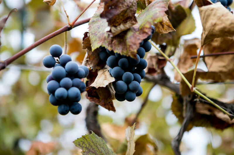 le tia UCHEfsF5RBw unsplash