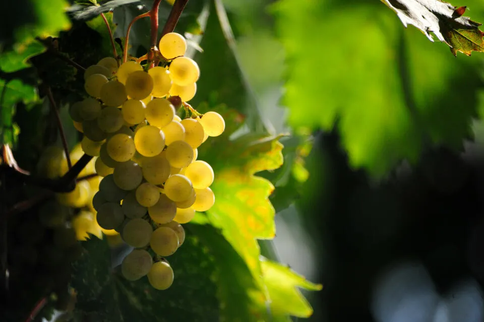 jogphotos Qv2xlT8pM0g unsplash